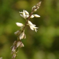 Polygala paniculata L.